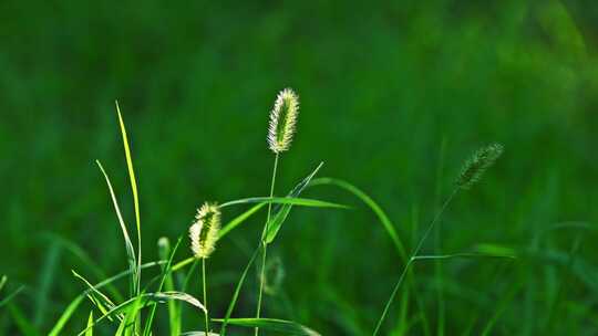 阳光下的狗尾草