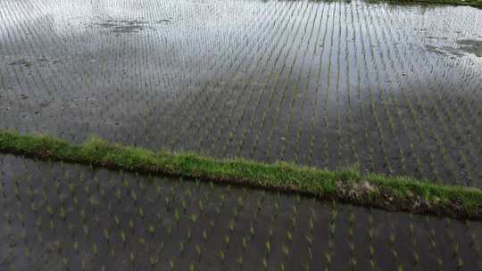 稻田、洪水、水、灌溉