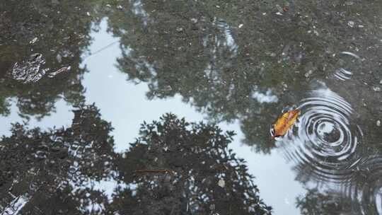 雨后地面水洼树叶倒影画面