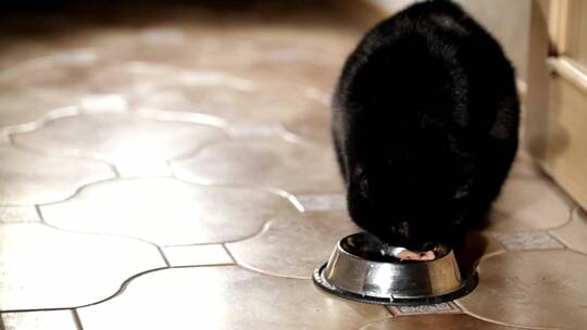 猫吃碗里的东西