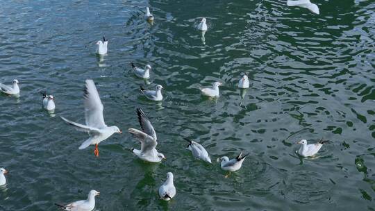 城市海鸥昆明冬季湖面上的红嘴鸥