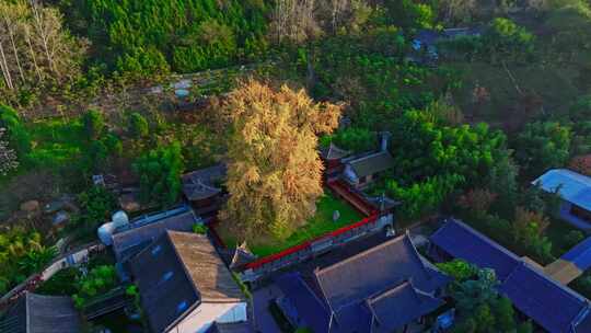 西安古观音禅寺千年银杏树