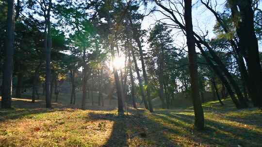 下午阳光穿过树林
