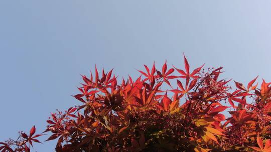 实拍蓝天红色枫叶植物