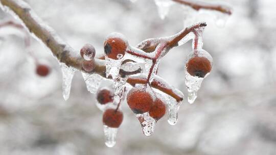 浆果上的雪融化