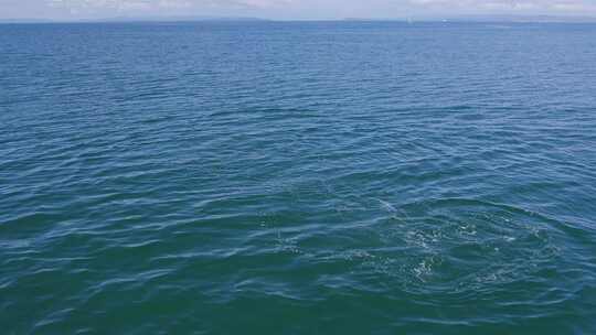 航拍海豚在大海活动视频素材模板下载