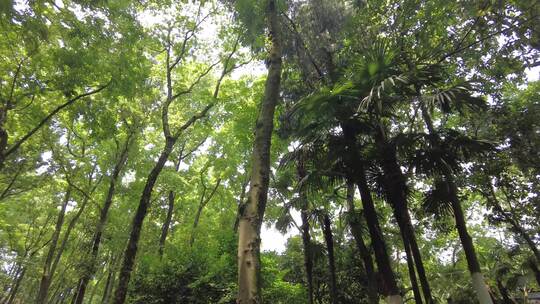 夏天茂密的树林仰拍视频素材模板下载