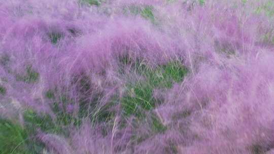 粉黛乱子草 园林植物景观空镜素材4K航拍