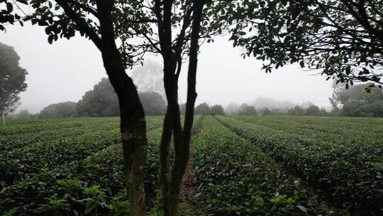 雨雾天的茶园