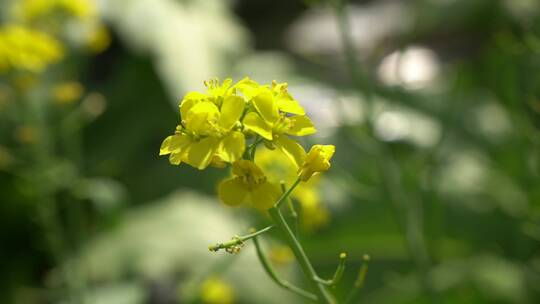 实拍油菜花鲜花花朵植物