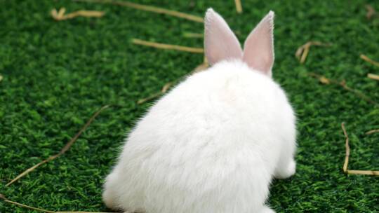 兔子兔年生肖兔2023兔年素材视频素材模板下载