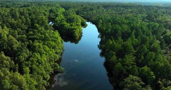绿色生态环境河流森林湿地风景