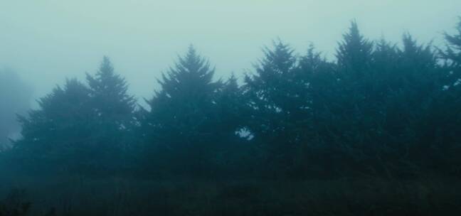 大雾和马路边的树