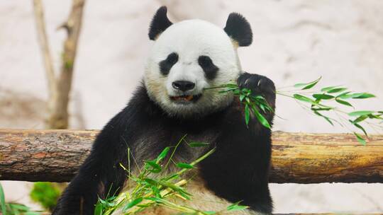 吃竹子的大熊猫中国国宝黑白配大熊猫吃竹子