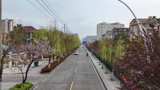 开满鲜花 柳树发芽的小路