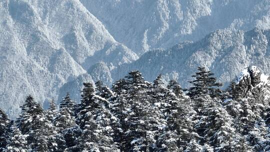 航拍湖北神农架原始森林群山冬季雪景雪松视频素材模板下载