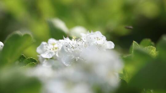 山楂花与蜜蜂采蜜特写视频素材模板下载