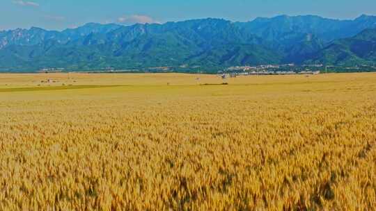 关中平原金色麦田 小麦