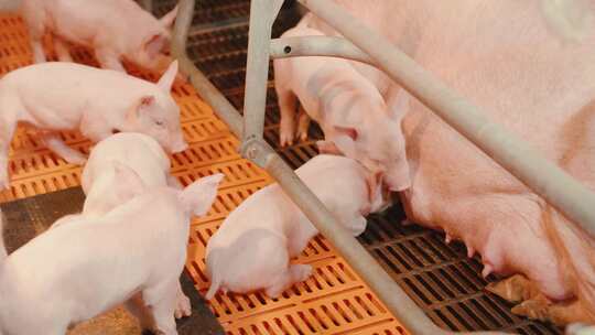 4K 小猪进口猪 野猪 养殖 养猪 白猪 猪肉