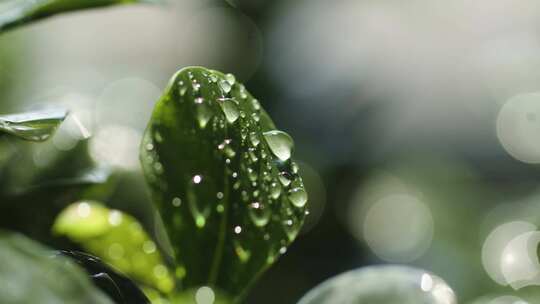 绿叶植物下雨