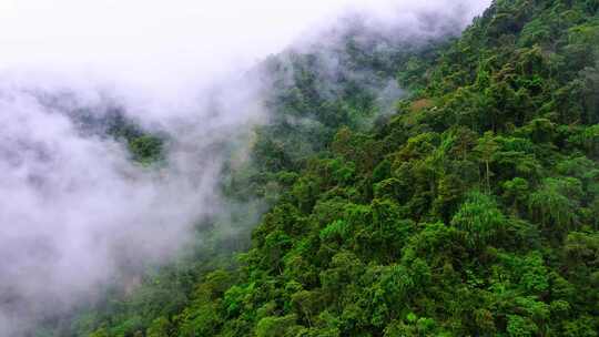 原始森林热带雨林雾气大自然风景合集