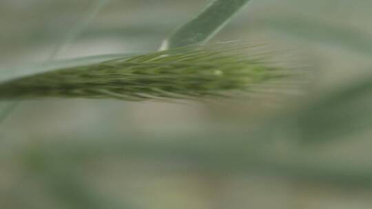 微距摄影花花草草视频素材模板下载