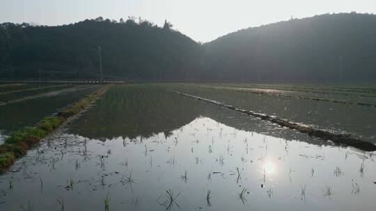 云南乡村农业水稻水田倒影