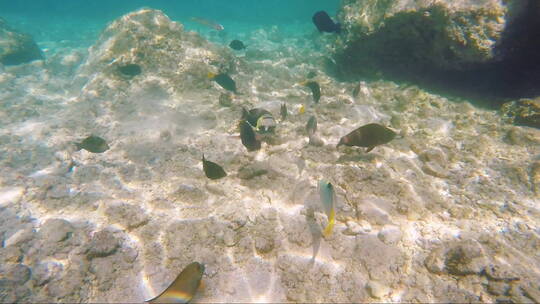 珊瑚礁背景下的海鱼品种视频素材模板下载