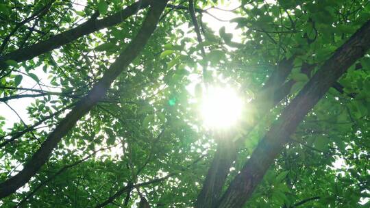 夏日山林树木阳光