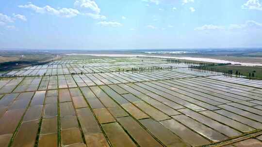 黄河水稻水田农业灌溉河套平原大地