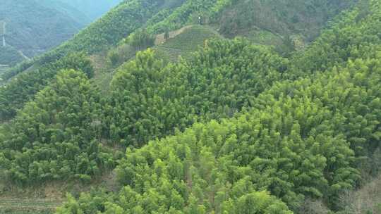 安徽皖南山区高山上的绿色竹林航拍