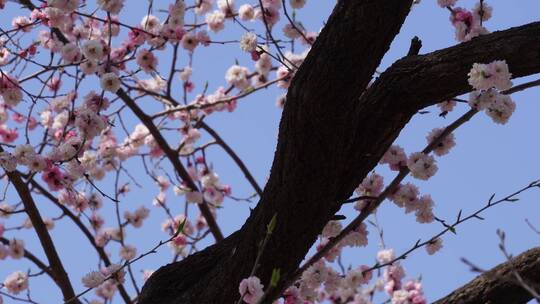 【镜头合集】北京植物园桃花梅花樱花粉色