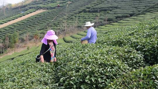 茶叶茶绿茶采茶茶山春茶茶园4K实拍