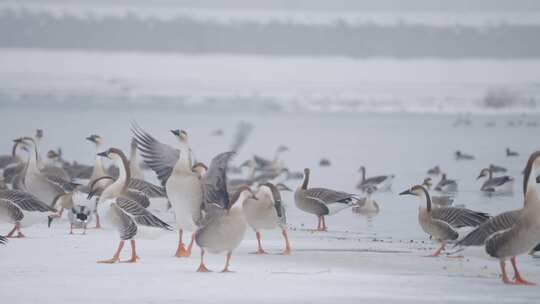 冬季湖面上野生的大雁和野鸭子