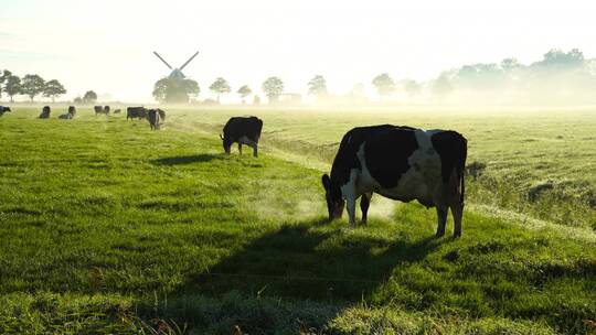 晨雾草原上的奶牛