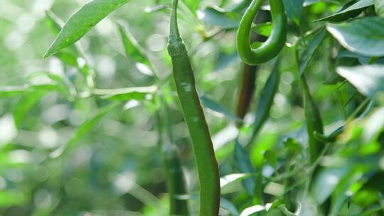 辣椒种植基地