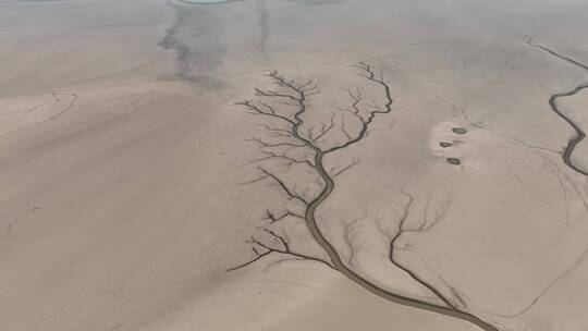 航拍大地之树生命之树奇景奇观枯水鄱阳湖