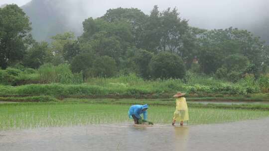 农民雨天插秧 农耕 劳作 栽秧