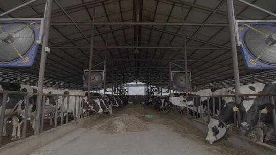 养牛场挤牛奶LOG视频素材