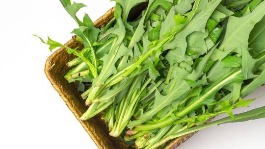 草本植物蒲公英叶子野菜可食用药用4k