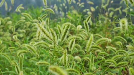 狗尾巴草草丛野草植物狗尾草公园唯美风景