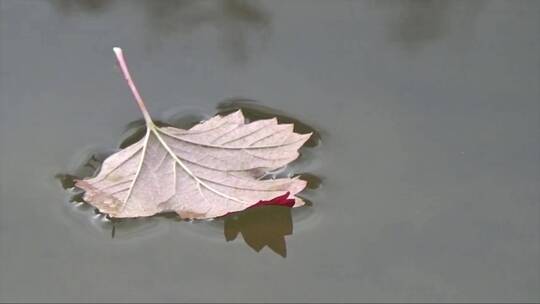 水面上的落叶