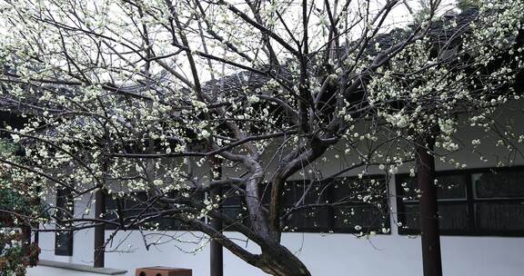 园林春雨雨中梅花