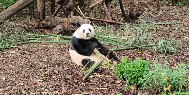 国宝熊猫坐着吃竹子可爱至极