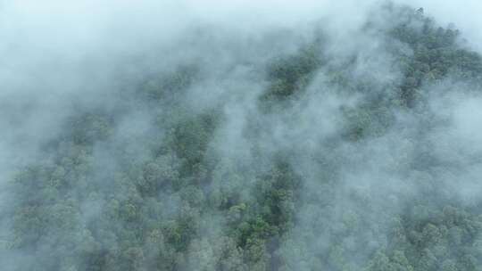 云雾森林云海树林航拍森林雨天森林俯拍树林