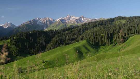 绿意盎然的山林草地风景