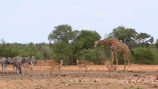 南非克鲁格国家公园水坑的野生动物风景