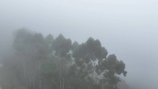 航拍树林云雾缭绕清晨森林雾天自然生态风光
