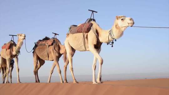 沙漠中经过的驼队
