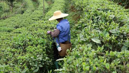 生态茶园采茶春茶采摘